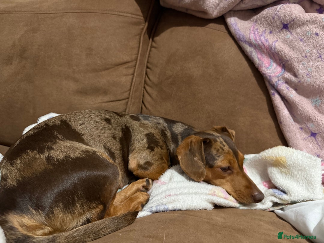 Dachshund dogs for sale: Female dachound   - Image 2