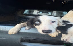 Mixed Breed dogs for sale: Springer cross collie  - Image 16