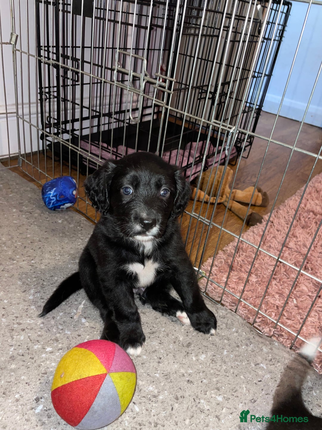 Mixed Breed dogs for sale: Border collie/Cocker Spaniel  - Image 15