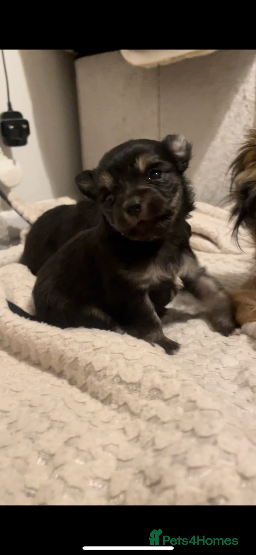 Pomeranian dogs for sale: Pomeranian puppies  - Advert 1