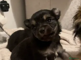 Pomeranian dogs Pomeranian puppies - Advert 1