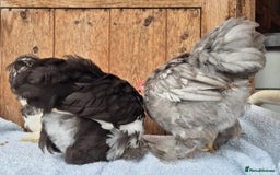 Chickens poultry for sale: Pekin bantem cockerils  - Image 3