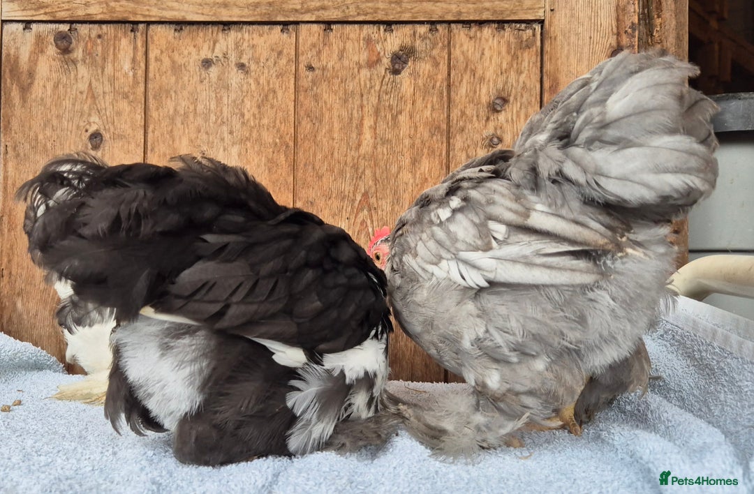 Chickens poultry for sale: Pekin bantem cockerils  - Image 3