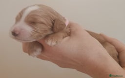 Mixed Breed dogs for sale: Australian doubledoodle puppies - Image 23