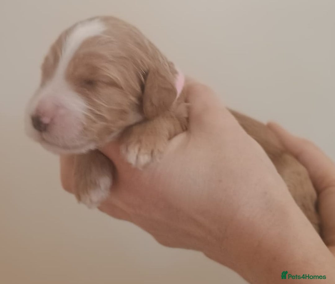 Mixed Breed dogs for sale: Australian doubledoodle puppies - Image 23
