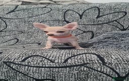 Chihuahua dogs for sale: 1 little boy left - Image 3