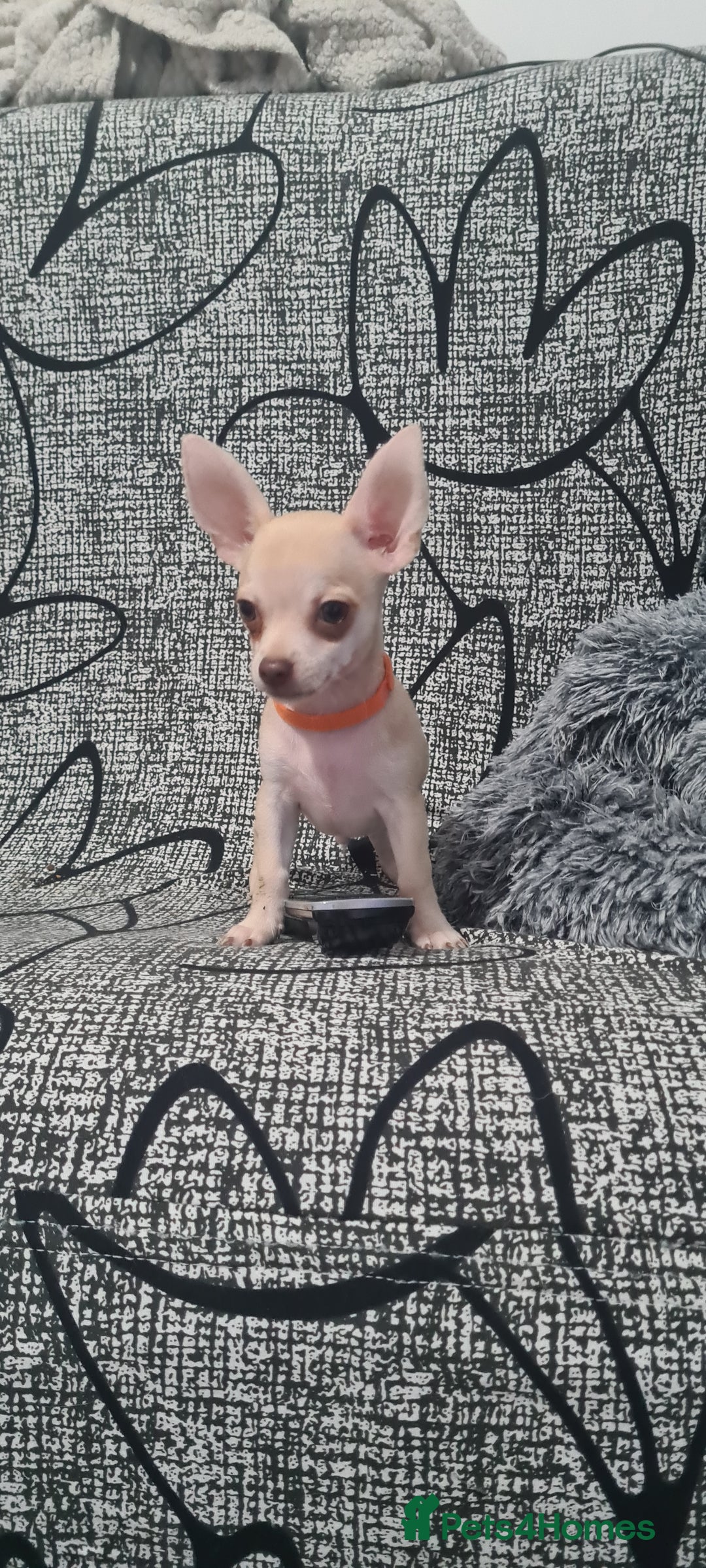 Chihuahua dogs for sale: 1 little boy left - Image 3