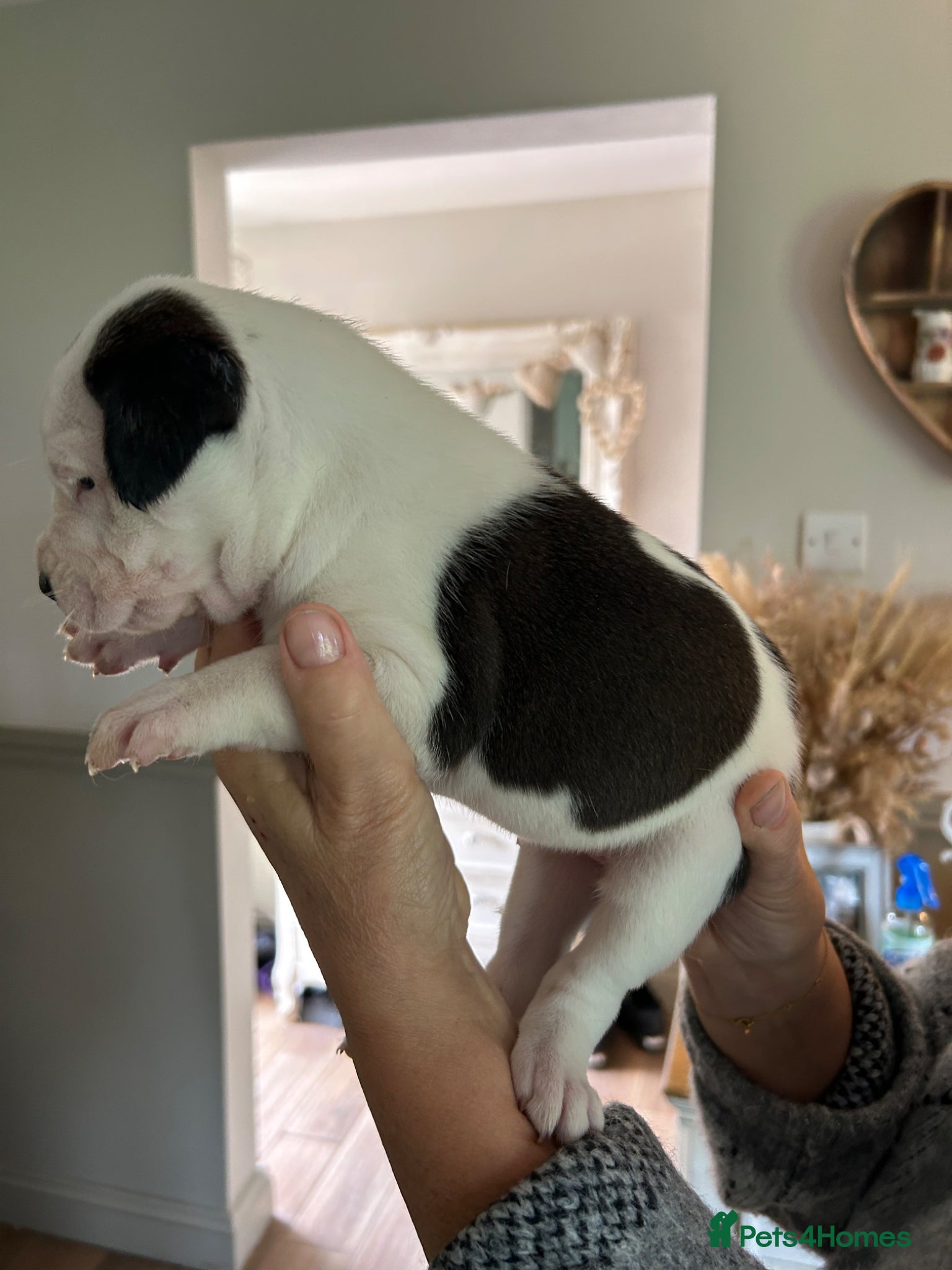 Mixed Breed dogs for sale: Last two puppies  remaining  - Advert 13