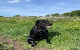 Labrador Retriever dogs for sale: Oscar KC Labrador for a new home - Image 2