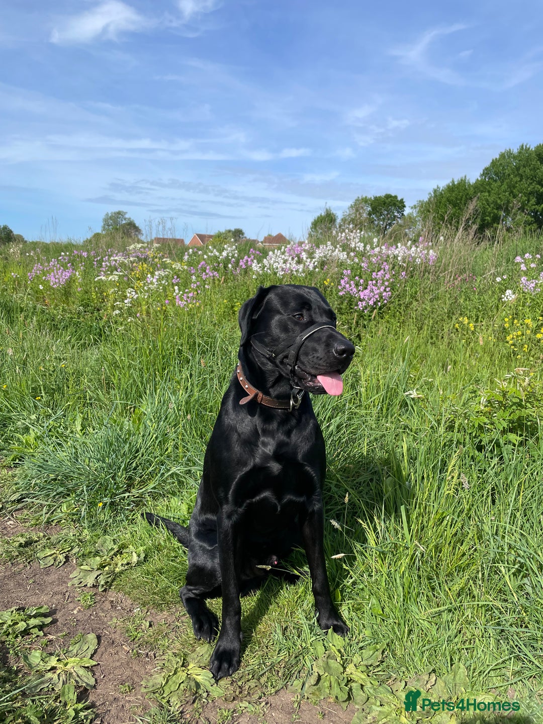 Labrador Retriever dogs for sale: Oscar KC Labrador for a new home - Image 2