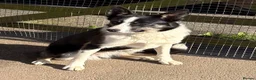 Border Collie dogs for sale: Emma border collie  - Advert 3