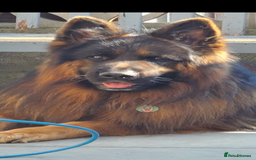 German Shepherd dogs for sale: Stunning Pedigree German Shepherd Puppies - Image 22
