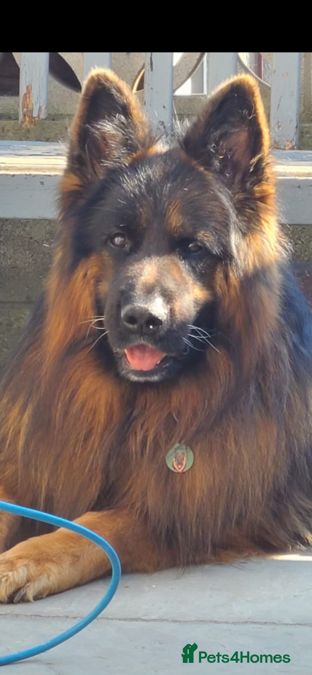 German Shepherd dogs for sale: Stunning Pedigree German Shepherd Puppies - Image 22