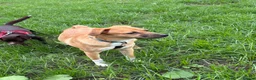 Mixed Breed dogs for adoption: Georgie needs a doggy sibling 💙 - Advert 10