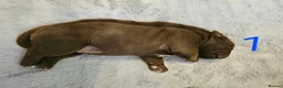 Mixed Breed dogs for sale: F1 BULLADOR PUPPIES - Advert 5