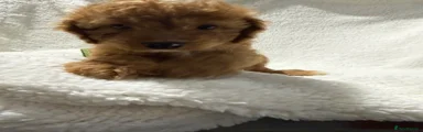 Cavapoo 2