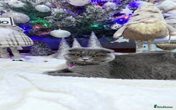 Mixed Breed cats for sale: Kitten - Image 3