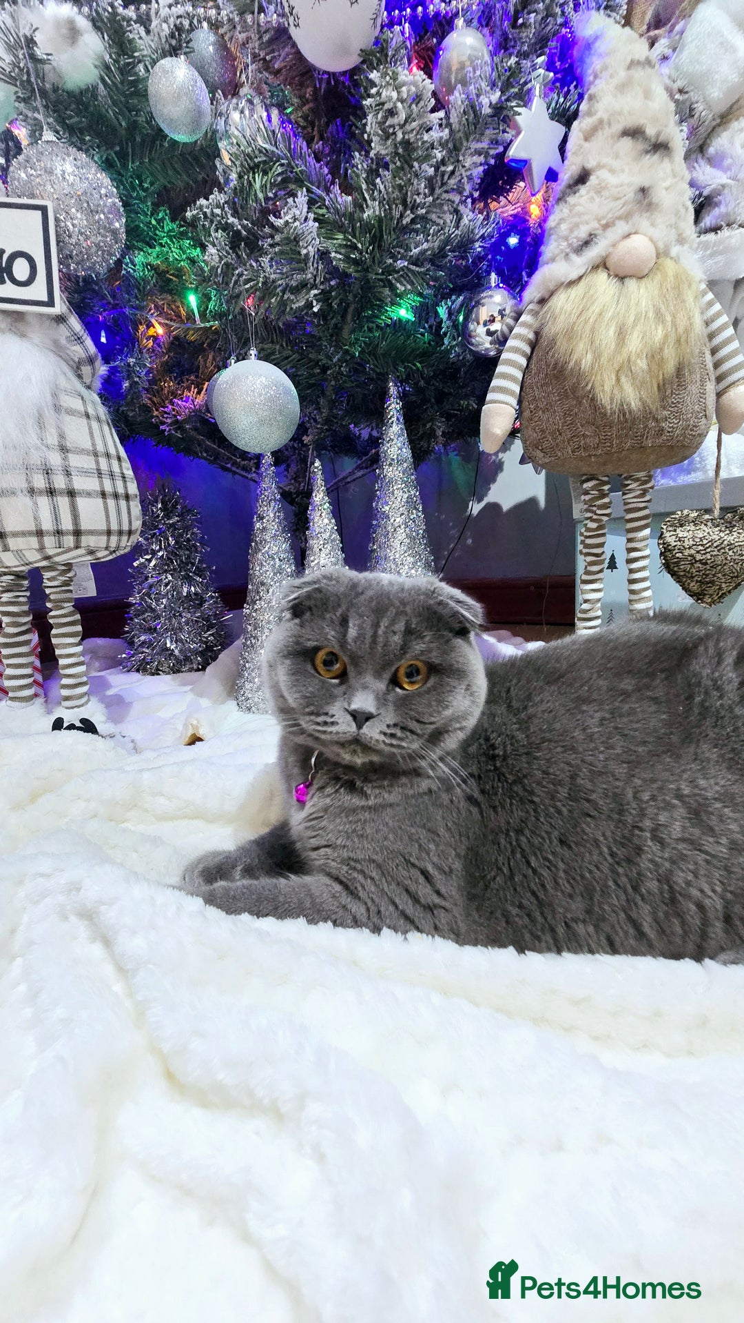 Mixed Breed cats for sale: Kitten - Image 3