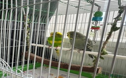 Budgerigars birds for sale: Friendly Budgies Looking for a New Home - Advert 6