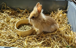 Lionhead rabbits for sale: Gorgeous Baby Lionhead Bunnies - Image 8