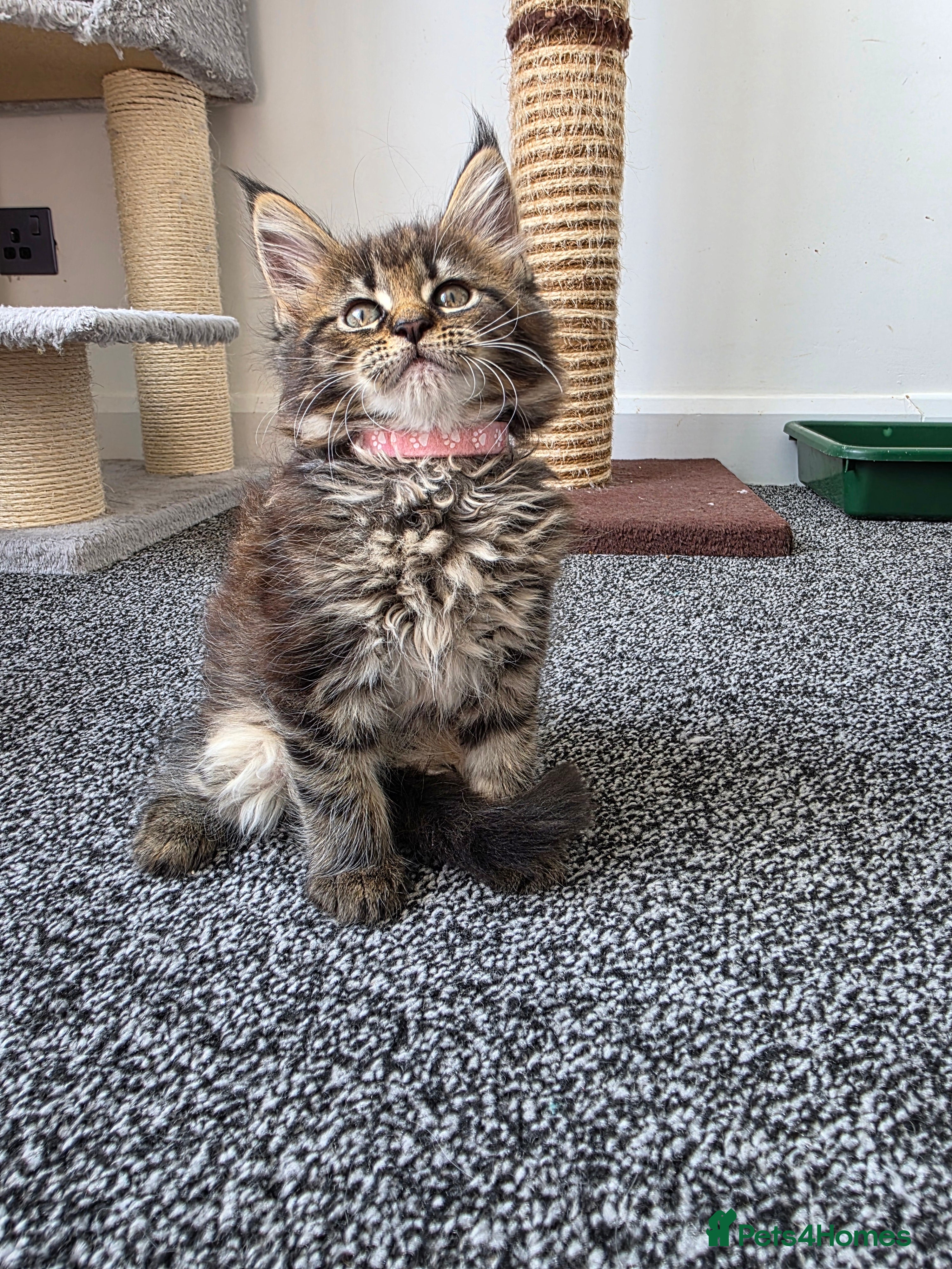 Maine Coon cats Maine coon pedigree kittens  - Advert 2