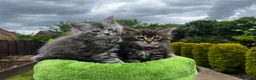 Maine Coon cats for sale: 🤩MAINE COON pedigree/genetic testing 🤩 - Advert 17