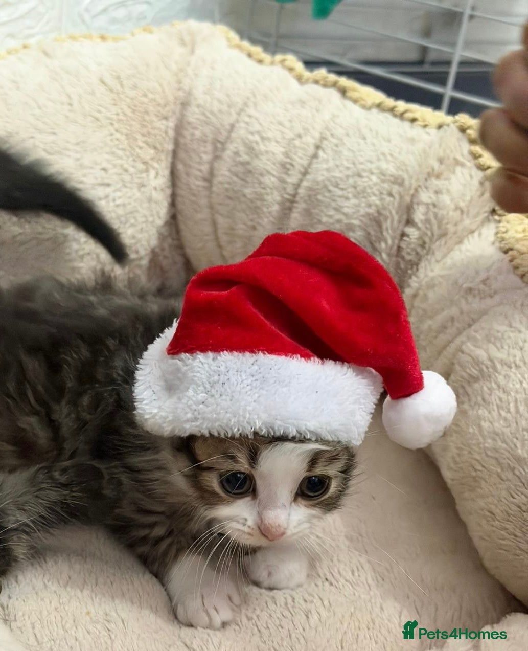 Mixed Breed cats Ready Now Leparm Kittens 3 Left  - Advert 1