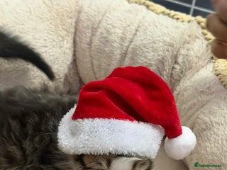 Mixed Breed cats Ready Now Leparm Kittens 3 Left - Advert 6