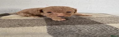 Cockapoo 7