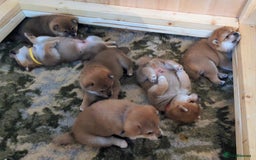 Japanese Shiba Inu dogs for sale: Japanese shiba inu - Image 15