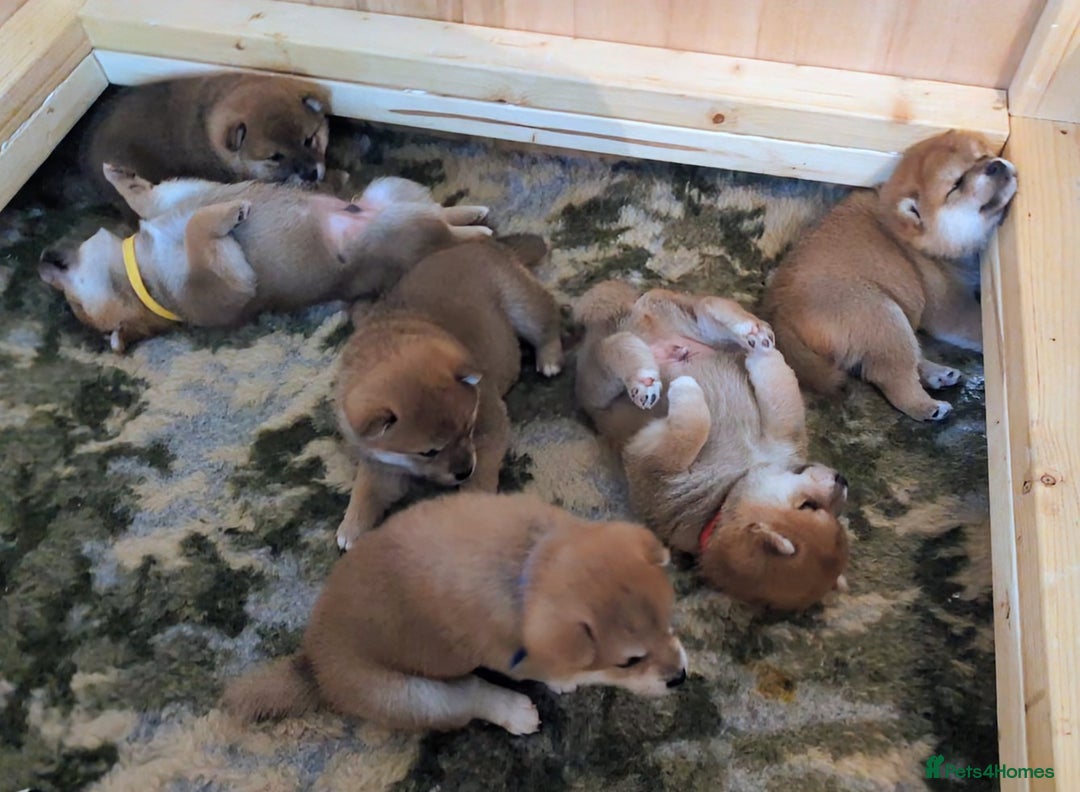 Japanese Shiba Inu dogs for sale: Japanese shiba inu - Image 15