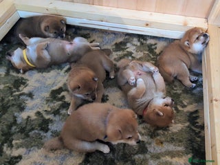 Japanese Shiba Inu dogs Japanese shiba inu - Advert 10