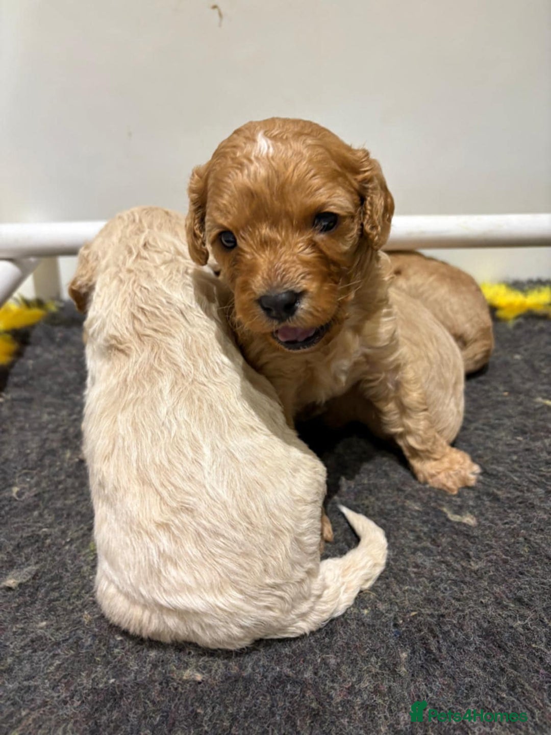 Cavapoo dogs for sale: Beautiful Cavapoo F1BB - Advert 6