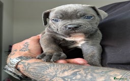 Mixed Breed dogs for sale: canó corso cross british bulldog stunning colours  - Image 12