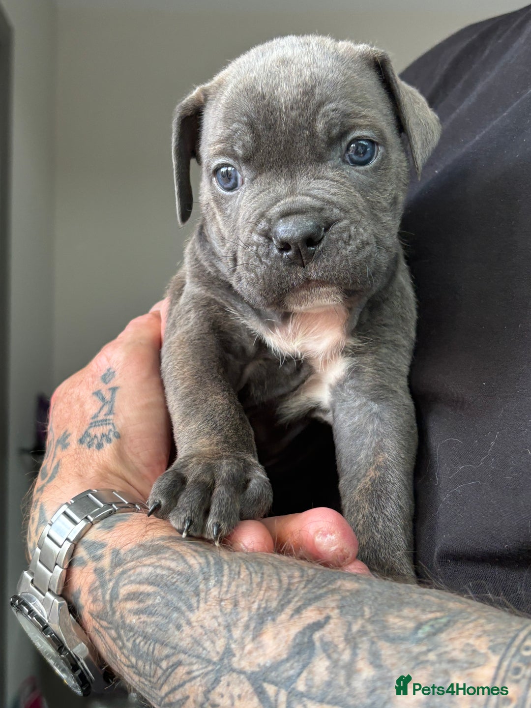 Mixed Breed dogs for sale: canó corso cross british bulldog stunning colours  - Image 12