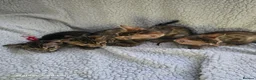 Bengal cats for sale: 4 beautiful bengal kitten  - Advert 1