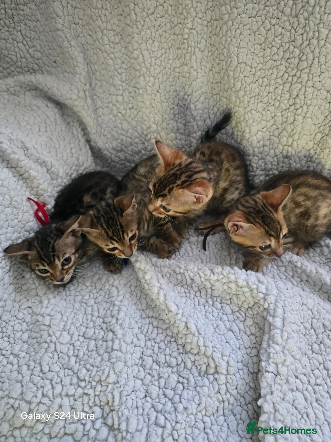 Bengal cats for sale: 4 beautiful bengal kitten  - Advert 1