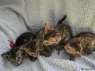 Bengal cats 4 beautiful bengal kitten - Advert 1