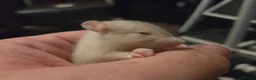Rat rodents for sale: Baby rats - Advert 5