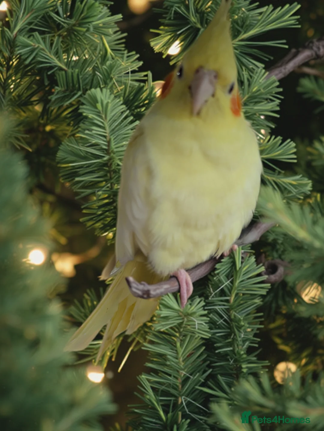 Cockatiels birds for sale: Baby cockatiels friendly different mutations  - Advert 2