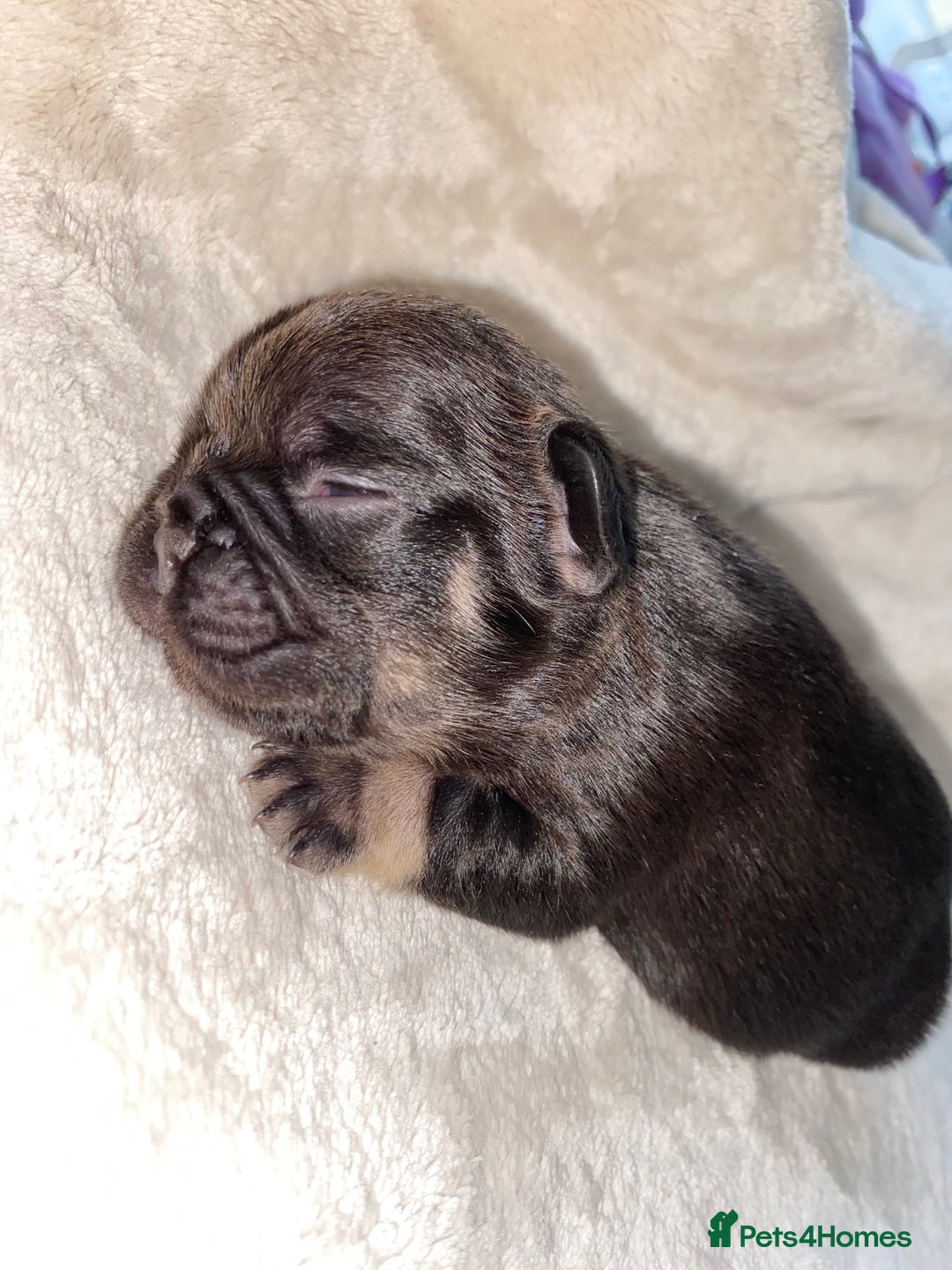 French Bulldog dogs for sale: Beautiful litter off French bulldog puppies  - Image 13