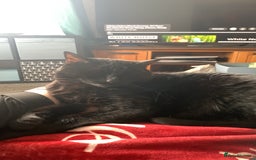 Domestic Shorthair cats for sale: Donnie, loving boy - Image 1