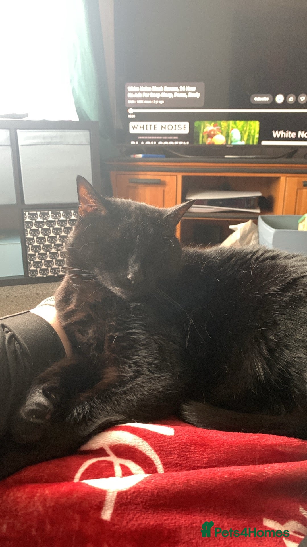 Domestic Shorthair cats for sale: Donnie, loving boy - Image 1