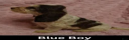 Cocker Spaniel dogs for sale: Quality, Show Type, Cocker Spaniel Puppies - Advert 3