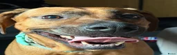 Rhodesian Ridgeback dogs for sale: Female ridgeback  in Gainsborough - Advert 3