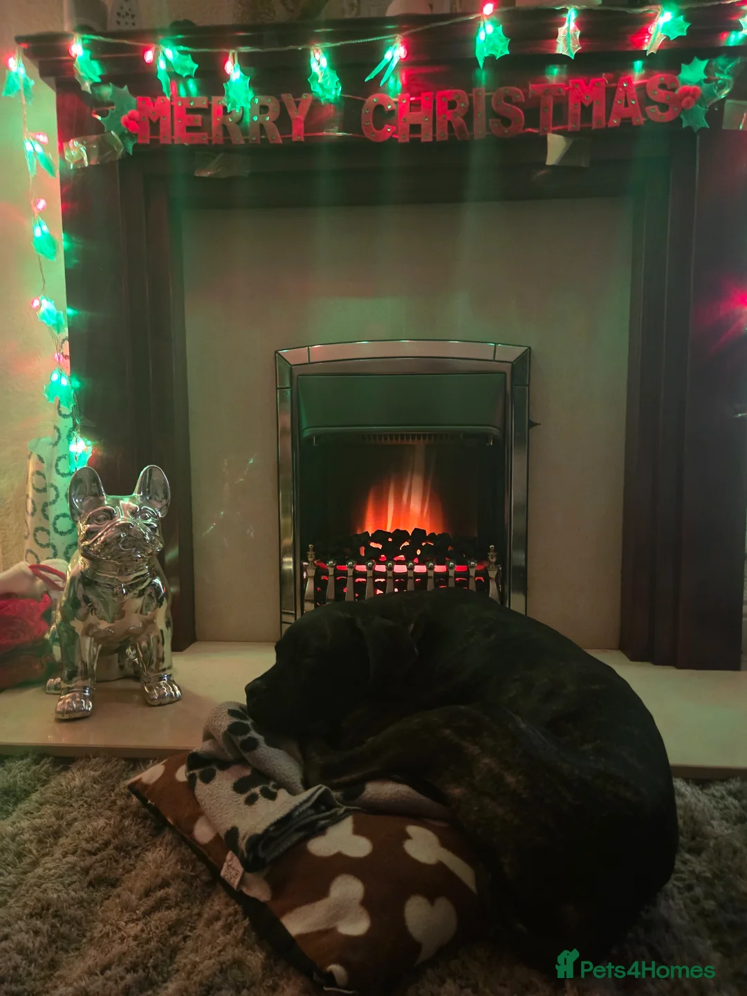 Mixed Breed dogs for sale: Staffy cross cane corso  in Gateshead - Advert 6