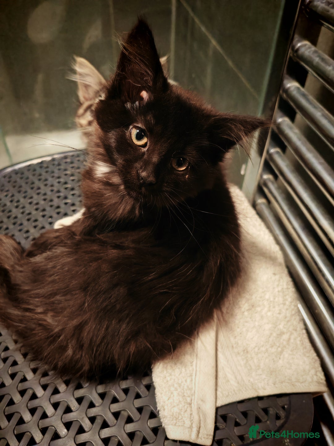 Mixed Breed cats for sale: Kittens  - Advert 2