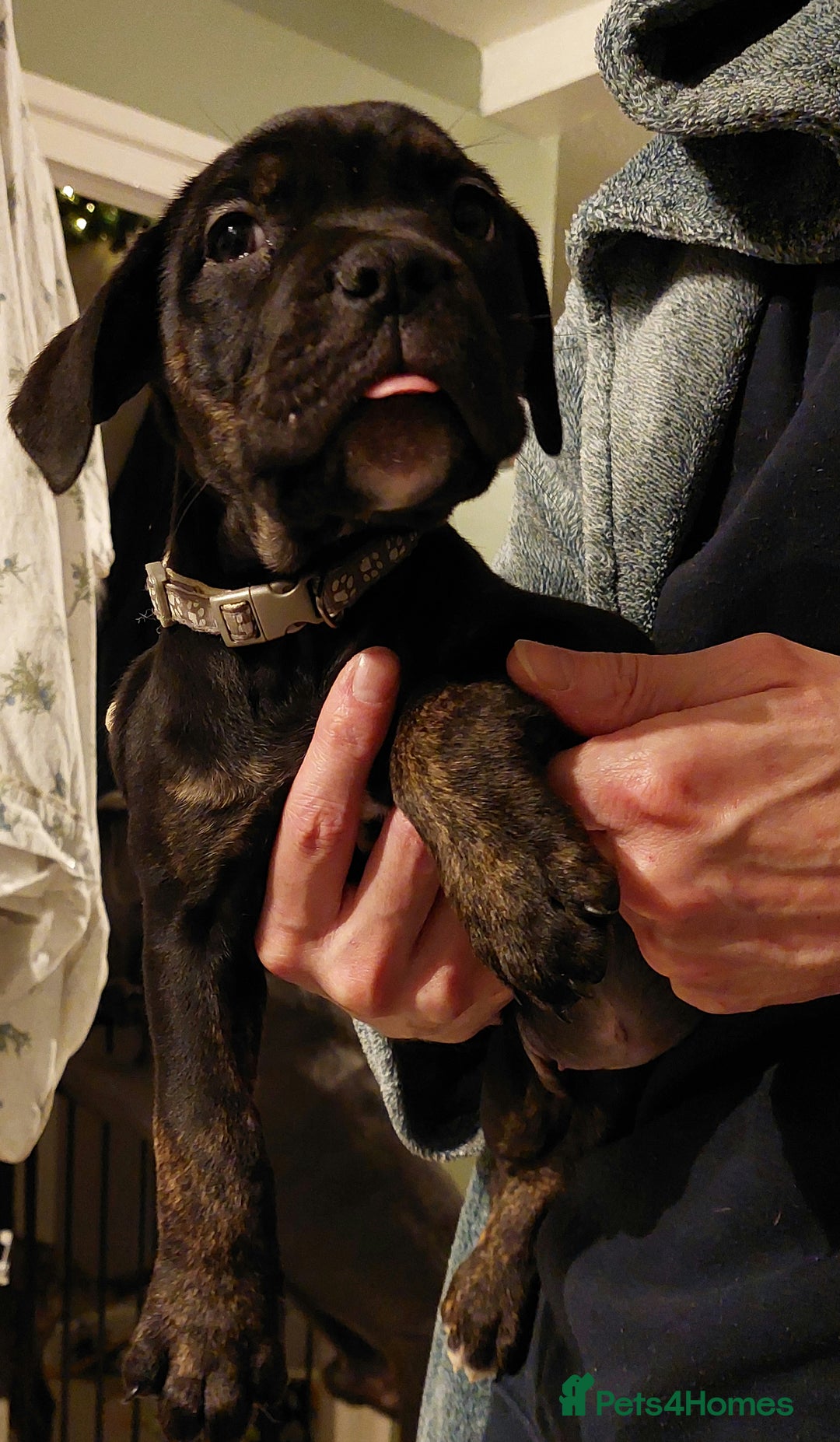 Mixed Breed dogs for sale: Cane Corso cross American bulldog puppy's  - Advert 22