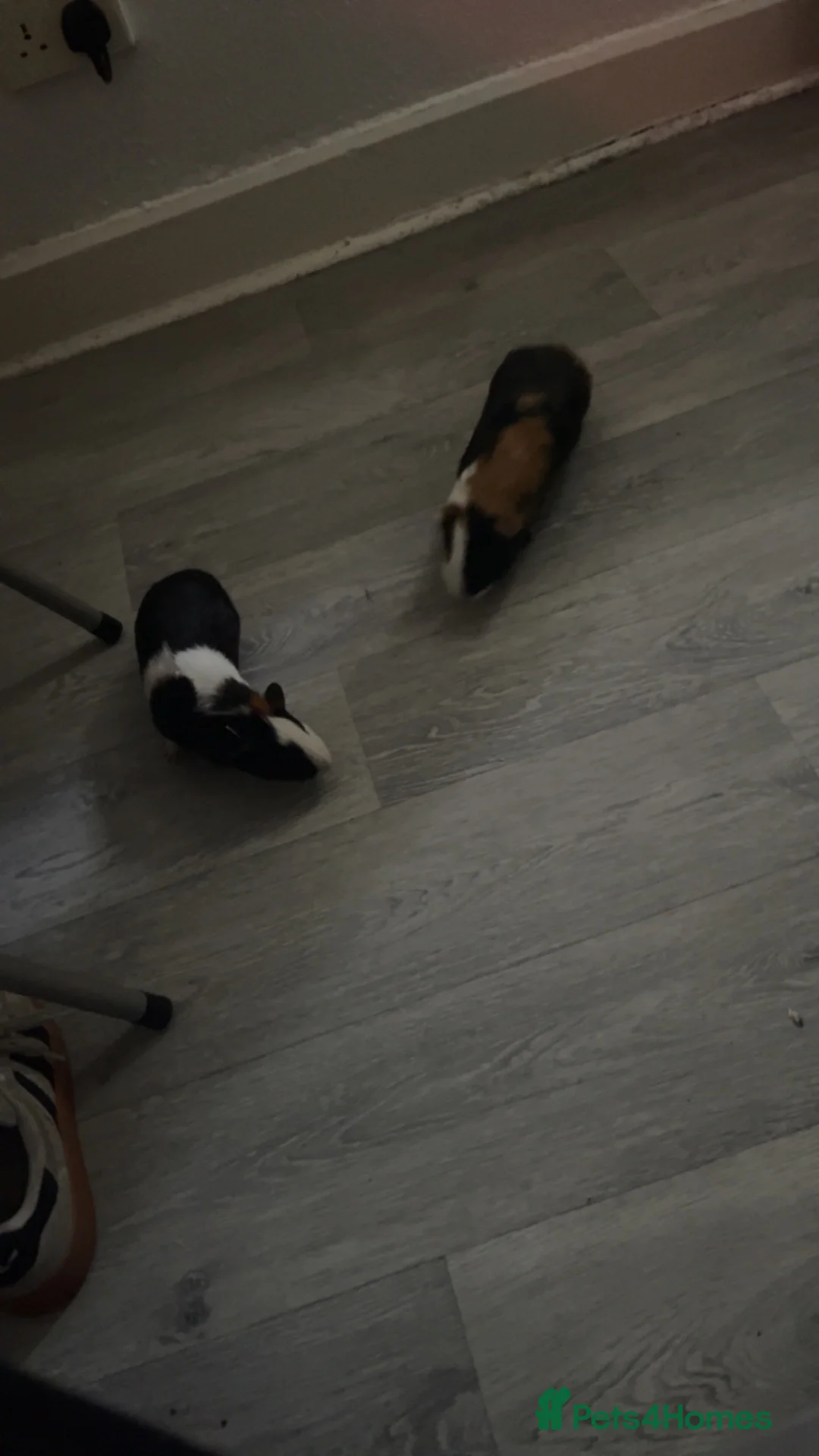 Guinea Pig rodents for sale: Bonded pair of guinea pigs + hutch bundle in Manchester - Advert 3