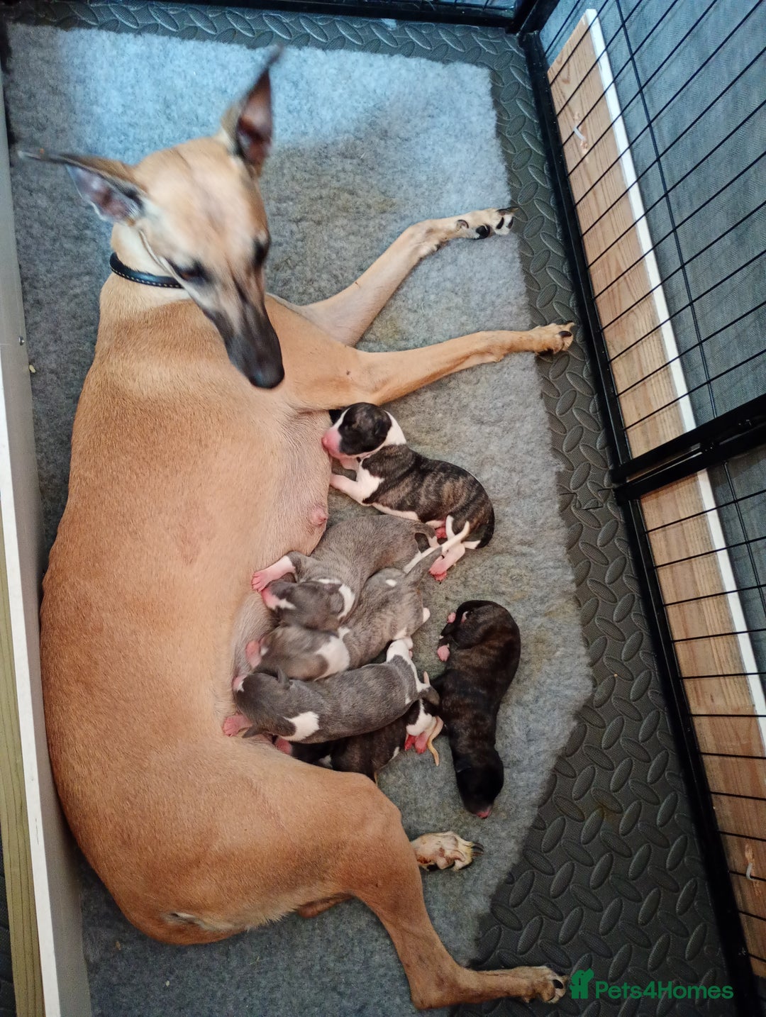 Whippet dogs for sale: Quality KC reg Whippet Puppies - Image 2